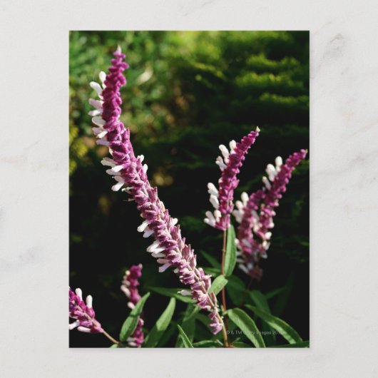 Carte Postale Sage mexicain (Devant)