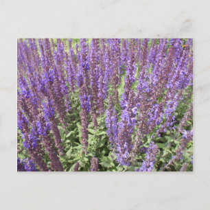 Carte Postale Sage Salvia Nemorosa Ostfriesland