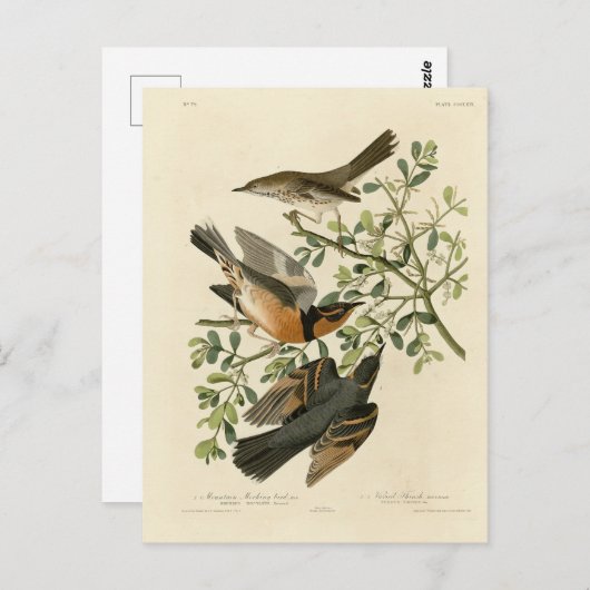 Carte Postale Sage Thrasher and Varied Thrush, Audubon's Birds (Devant / Derrière)