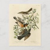 Carte Postale Sage Thrasher and Varied Thrush, Audubon's Birds (Devant)