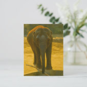 Carte Postale Sagesse des éléphants d'or - faune majestueuse (Debout devant)