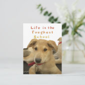 Carte Postale Sagesse d'or : Une vision oeil de chien de l'école (Debout devant)