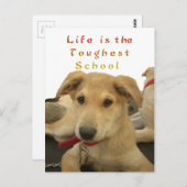 Carte Postale Sagesse d'or : Une vision oeil de chien de l'école (Devant / Derrière)