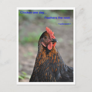 Carte Postale Sagesse du poulet - Plumes