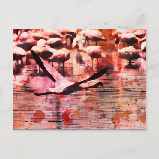 Carte Postale Sagesse Flamant rose (Devant)