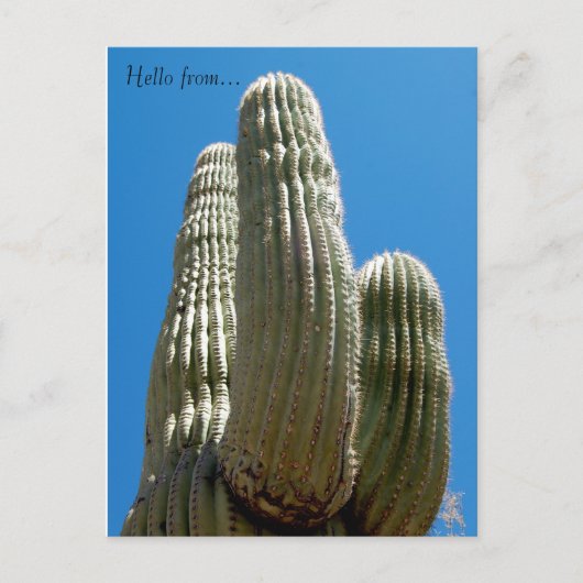 Carte postale Saguaro (Devant)