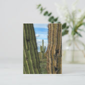 Carte postale Saguaro Cactus (Debout devant)