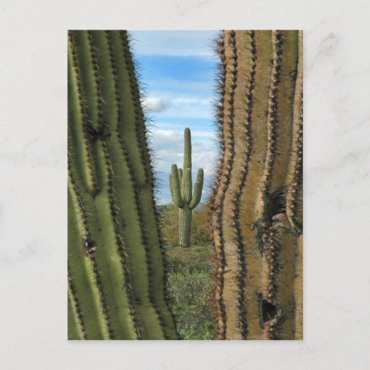 Carte postale Saguaro Cactus (Devant)