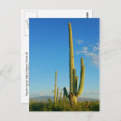Carte Postale Saguaro Cactus (Devant / Derrière)