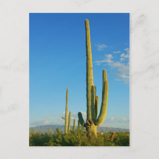 Carte Postale Saguaro Cactus