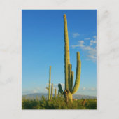 Carte Postale Saguaro Cactus (Devant)