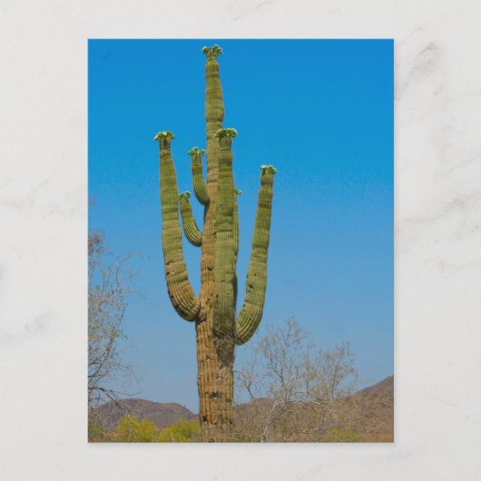 Carte Postale Saguaro Cactus (Devant)