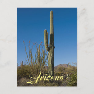 Carte postale Saguaro Cactus