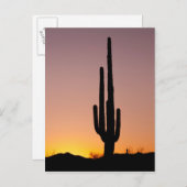 Carte Postale Saguaro Cactus au coucher du soleil (Devant / Derrière)
