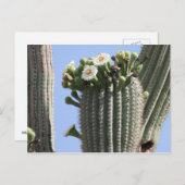 Carte postale Saguaro Cactus Blooms (Devant / Derrière)