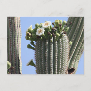 Carte postale Saguaro Cactus Blooms