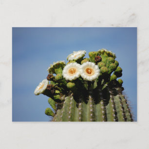 Carte Postale Saguaro Cactus Blossoms