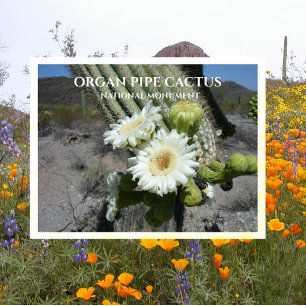 Carte Postale Saguaro Cactus Blossoms Orgue Pipe Cactus Monument