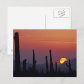 Carte Postale Saguaro Cactus Carnegiea gigantea), coucher du sol (Devant / Derrière)