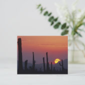 Carte Postale Saguaro Cactus Carnegiea gigantea), coucher du sol (Debout devant)
