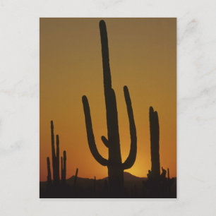 Carte Postale Saguaro cactus Cereus giganteus),