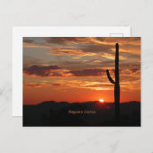 Carte Postale Saguaro Cactus, coucher du soleil (Devant / Derrière)