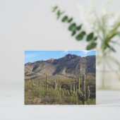 Carte Postale Saguaro Cactus et Catalina Mountains, Tucson AZ (Debout devant)