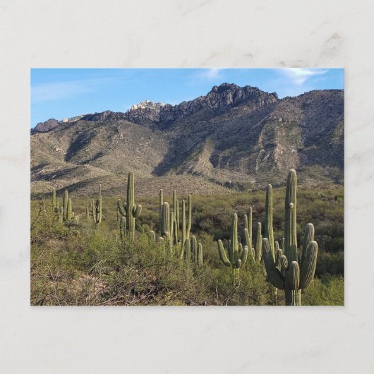Carte Postale Saguaro Cactus et Catalina Mountains, Tucson AZ (Devant)