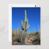 Carte Postale Saguaro Cactus no 1 (Devant / Derrière)