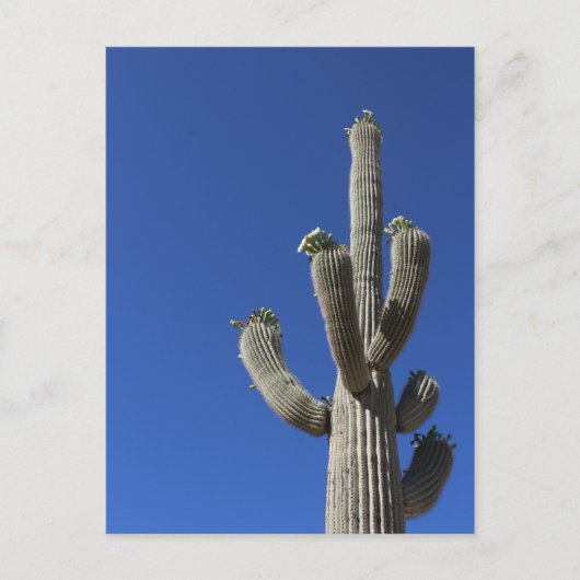 Carte Postale Saguaro Cactus no 4 (Devant)