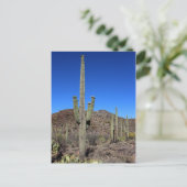 Carte Postale Saguaro Cactus no 9 (Debout devant)
