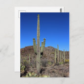 Carte Postale Saguaro Cactus no 9 (Devant / Derrière)