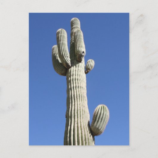 Carte Postale Saguaro Cactus, Scottsdale, Arizona (Devant)