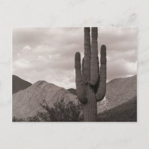 Carte Postale Saguaro Cactus Sonoran Desert B&W