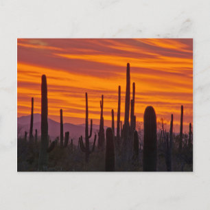 Carte Postale Saguaro, coucher de soleil, Parc national de Sagua