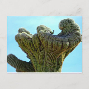 Carte Postale saguaro déformé cactus.jpg