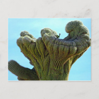 Carte Postale saguaro déformé cactus.jpg