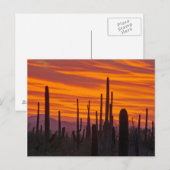 Carte Postale Saguaro, sunset, Saguaro National Park (Devant / Derrière)
