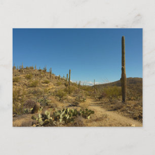 Carte Postale Saguaro's Carillo Trail in Saguaro National Park