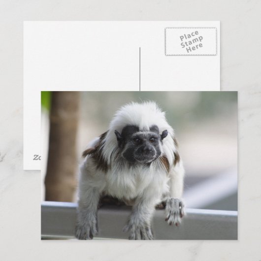 Carte Postale Saguinus (Devant / Derrière)