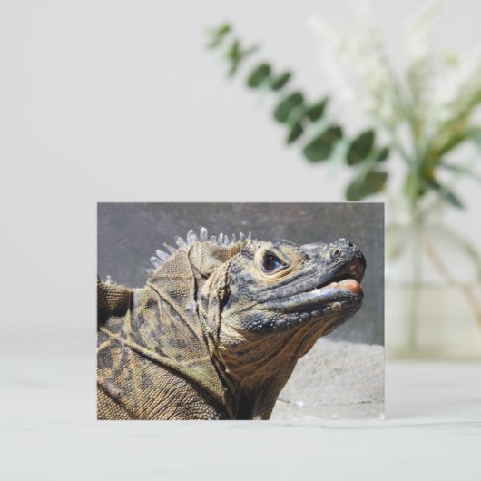 Carte Postale Sailfin Lizard (Debout devant)