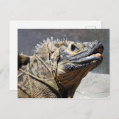Carte Postale Sailfin Lizard (Devant / Derrière)