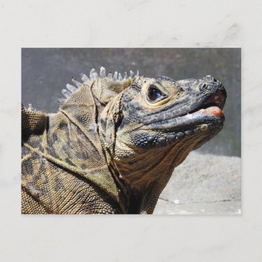 Carte Postale Sailfin Lizard (Devant)