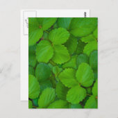 Carte Postale Saint Basil Tulsi Green Mint Feuilles (Devant / Derrière)