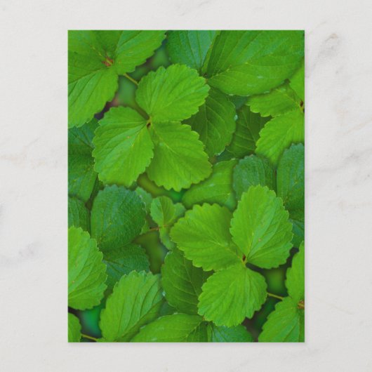 Carte Postale Saint Basil Tulsi Green Mint Feuilles (Devant)