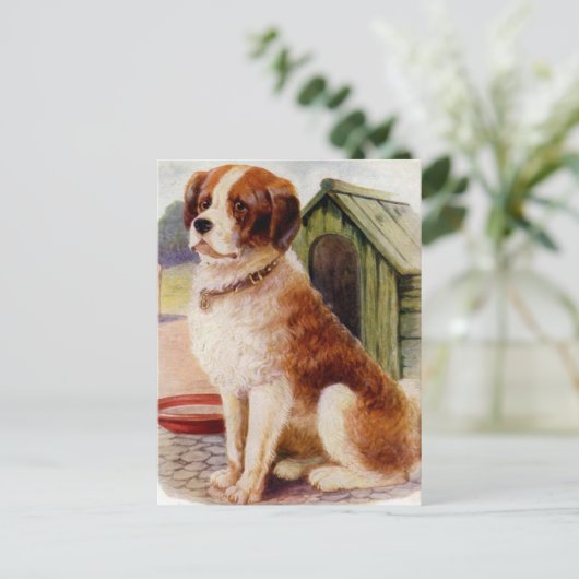 Carte Postale Saint Bernard (Debout devant)