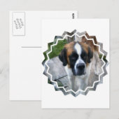 Carte postale Saint Bernard (Devant / Derrière)
