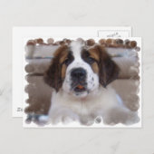 Carte postale Saint Bernard (Devant / Derrière)