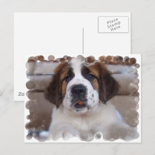 Carte postale Saint Bernard (Devant / Derrière)