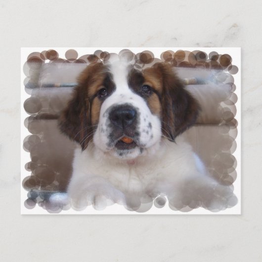 Carte postale Saint Bernard (Devant)